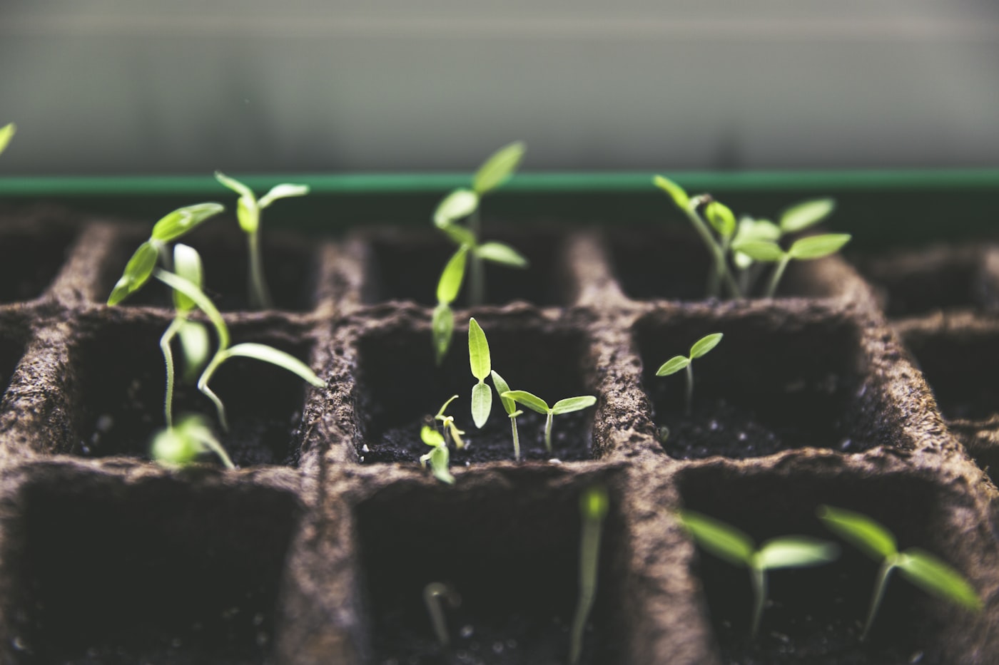 Seedlings growing in a tray, like SEO results compounding over time